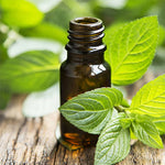 Load image into Gallery viewer, Peppermint Arvensis Essential Oil-(supreme)*