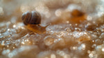 Load image into Gallery viewer, Snail Secretion Filtrate*